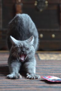cat-yawn