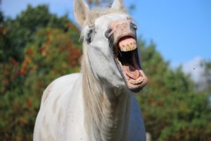 horse-yawn