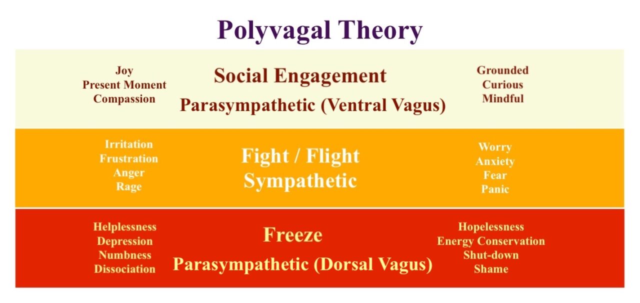 stress-the-polyvagal-theory-yoga-teacher