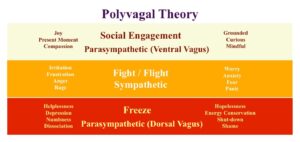 Polyvagal theory