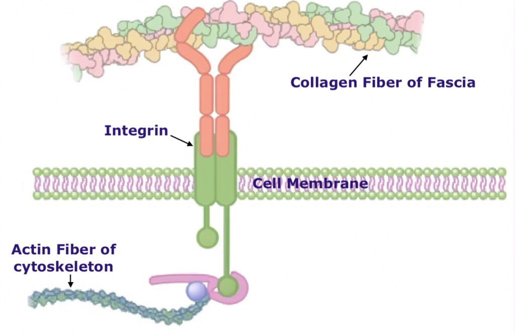 Integrin Ms The Living Web - Yoga Teacher